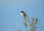 Loggerhead Shrike (7)