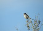 Loggerhead Shrike (8)