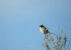 Loggerhead Shrike (9)