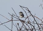 101Northern Shrike