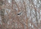 102Northern Shrike