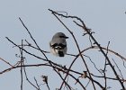 103Northern Shrike