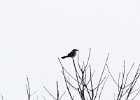 105Northern Shrike