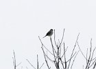 Northern Shrike (1)