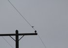 Northern Shrike (10)