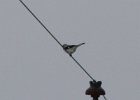 Northern Shrike (11)