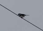 Northern Shrike (15)