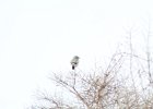 Northern Shrike (16)