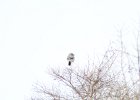Northern Shrike (17)