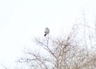 Northern Shrike (19)