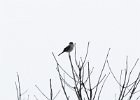 Northern Shrike (2)