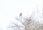 Northern Shrike (20)