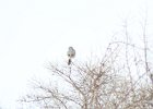 Northern Shrike (22)