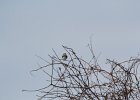 Northern Shrike (27)