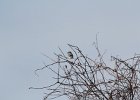 Northern Shrike (28)