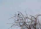 Northern Shrike (29)