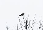 Northern Shrike (3)