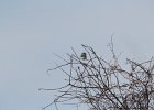 Northern Shrike (30)