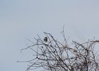 Northern Shrike (31)