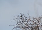 Northern Shrike (32)