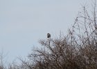 Northern Shrike (34)