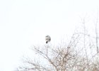 Northern Shrike (37)