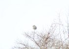 Northern Shrike (38)