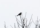 Northern Shrike (4)
