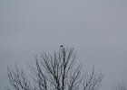 Northern Shrike (5)