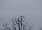 Northern Shrike (6)