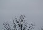 Northern Shrike (7)
