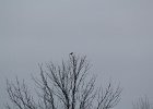 Northern Shrike (8)