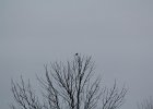 Northern Shrike (9)