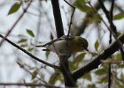 101Yellow-throated Vireo