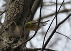 102Yellow-throated Vireo