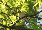 103Yellow-throated Vireo