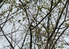 Yellow-throated Vireo (10)