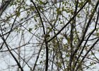 Yellow-throated Vireo (9)