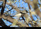 050 - 618 Cassin's Vireo
