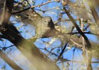 Cassin's Vireo (10)