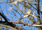 Cassin's Vireo (11)