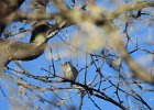 Cassin's Vireo (7)