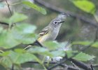 101Blue-headed Vireo