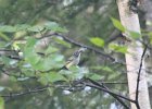Blue-headed Vireo (11)