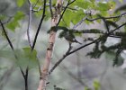 Blue-headed Vireo (12)