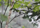 Blue-headed Vireo (4)
