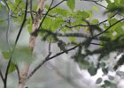 Blue-headed Vireo (6)