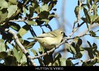 050 - 620 Hutton's Vireo
