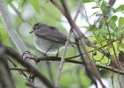 101Warbling Vireo (1)