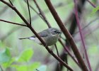 101Warbling Vireo